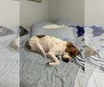 Small #4 Labrador Retriever Mix