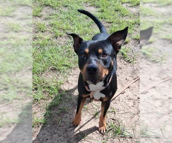Medium Photo #2 Rottweiler-Unknown Mix Puppy For Sale in Ocala, FL, USA