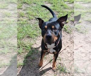 TOBY - Male Rottweiler-Unknown Mix Dog for Adoption - Photo #2