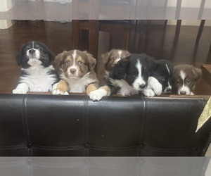 Australian Shepherd Litter for sale in JUSTIN, TX, USA