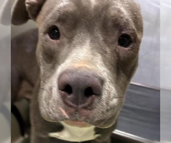 Medium Photo #1 Mutt Puppy For Sale in Bakersfield, CA, USA