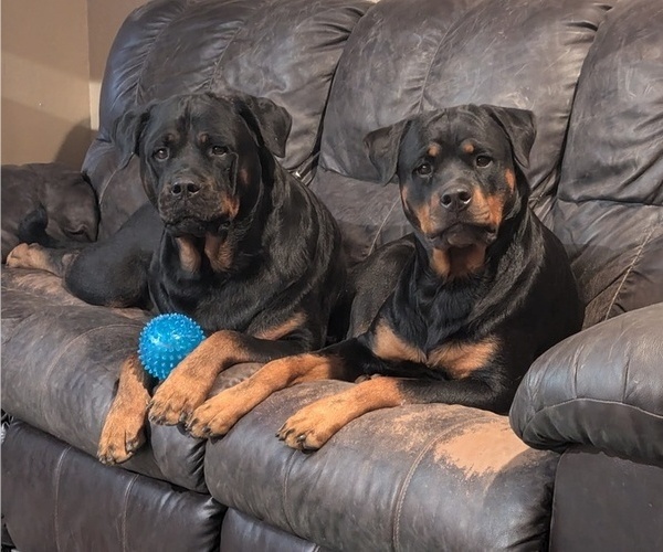 Medium Photo #1 Rottweiler Puppy For Sale in PHOENIX, AZ, USA