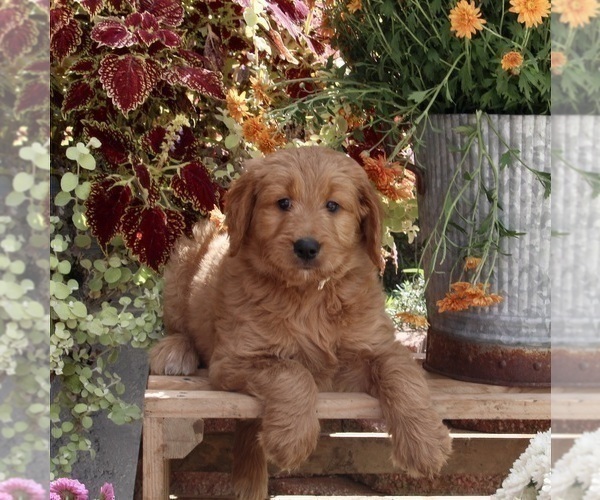 Full screen Photo #3 Goldendoodle Puppy For Sale in FREDERICKSBURG, OH, USA