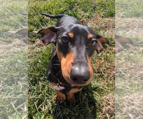 Medium Photo #2 Dachshund Puppy For Sale in Shelbyville, TN, USA