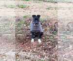 Small #3 Mutt
