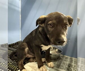 German Shepherd Dog-Unknown Mix Dogs for adoption in San Bernardino, CA, USA