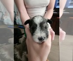 Small #3 Schnauzer (Miniature)