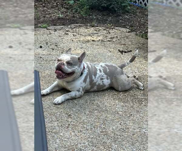 Medium Photo #2 Bull Terrier Puppy For Sale in Jackson Township, NJ, USA