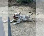 Small #1 Bull Terrier