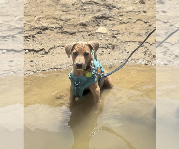 Medium Photo #2 Labrador Retriever-Unknown Mix Puppy For Sale in Aurora, IN, USA
