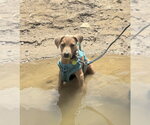 Small #1 Labrador Retriever Mix