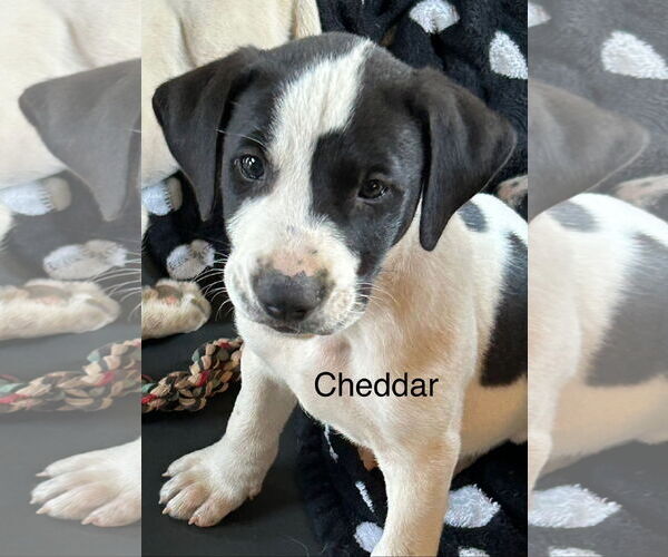 Medium Photo #2 Labrador Retriever-Unknown Mix Puppy For Sale in Rockaway, NJ, USA