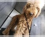 Small Poodle (Standard)
