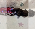 Small #2 Labrador Retriever