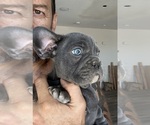 Small Photo #4 French Bulldog Puppy For Sale in MENIFEE, CA, USA