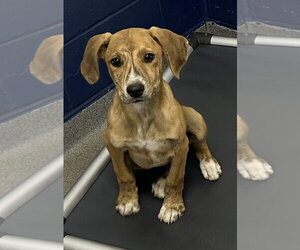 Mutt Dogs for adoption in Sterling, MA, USA