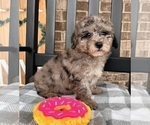 Small Photo #5 Cavapoo Puppy For Sale in INDIANAPOLIS, IN, USA
