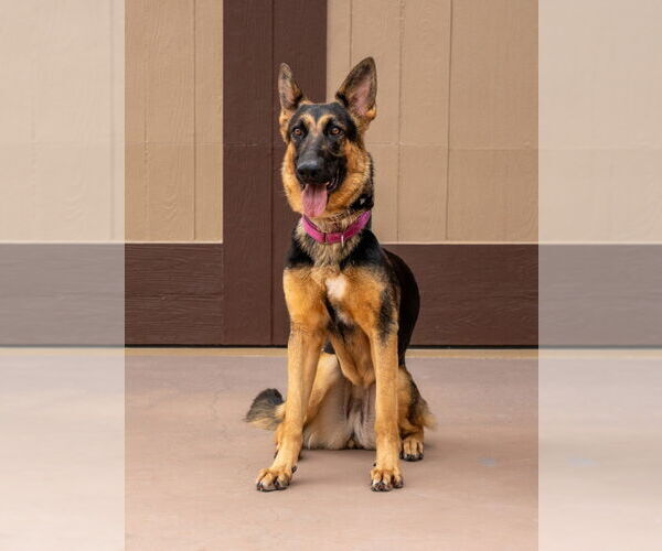 Medium Photo #18 German Shepherd Dog-Unknown Mix Puppy For Sale in Lake Forest, CA, USA