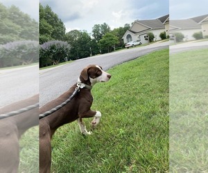 NIKE (COURTESY POST) - Female Mutt Dog for Adoption - Photo #2