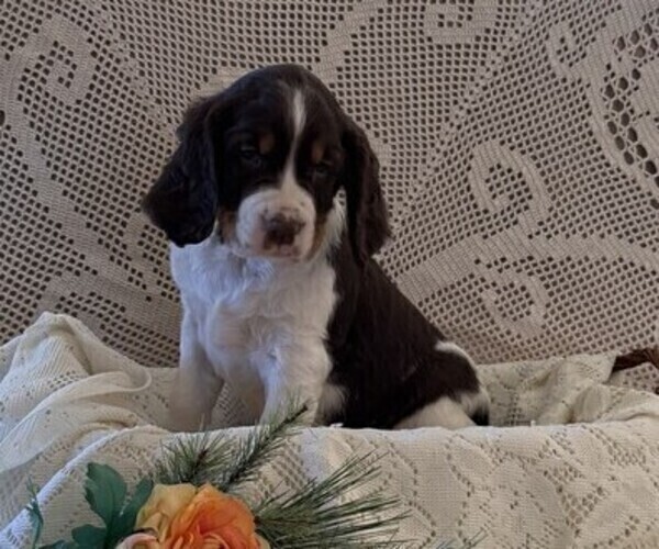Medium Photo #4 English Springer Spaniel Puppy For Sale in OWEN, WI, USA