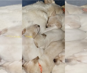 Labrador Retriever Puppy for sale in VAUGHN, WA, USA