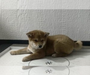 Shiba Inu Puppy for sale in SULLIVAN, IL, USA