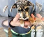 Small Photo #9 Chiweenie Puppy For Sale in CANDLER, NC, USA