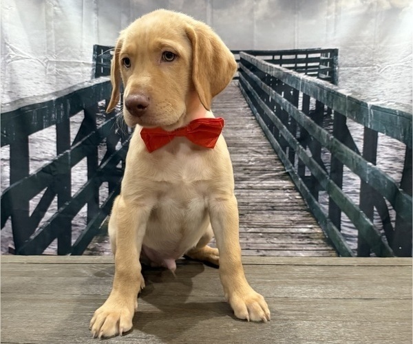 Medium Photo #23 Labrador Retriever Puppy For Sale in ALAFAYA, FL, USA