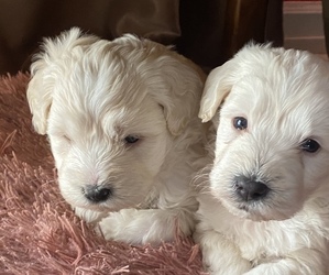 Poodle (Miniature)-Schnauzer (Standard) Mix Puppy for sale in SAN JACINTO, CA, USA