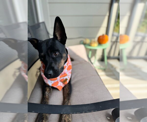 Medium Photo #12 Mutt Puppy For Sale in Houston, TX, USA