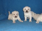 Small Photo #6 Labrador Retriever Puppy For Sale in CALIENTE, CA, USA