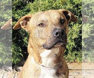 American Staffordshire Terrier-Labrador Retriever Mix Dogs for adoption in Albuquerque, NM, USA