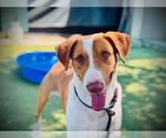 Small #1 American Foxhound Mix