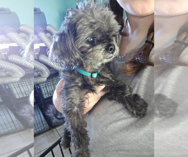 Medium Photo #2 Poodle (Toy) Puppy For Sale in Mooresville, NC, USA
