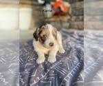 Small Photo #2 Aussiedoodle Puppy For Sale in CRAWFORDSVILLE, IN, USA