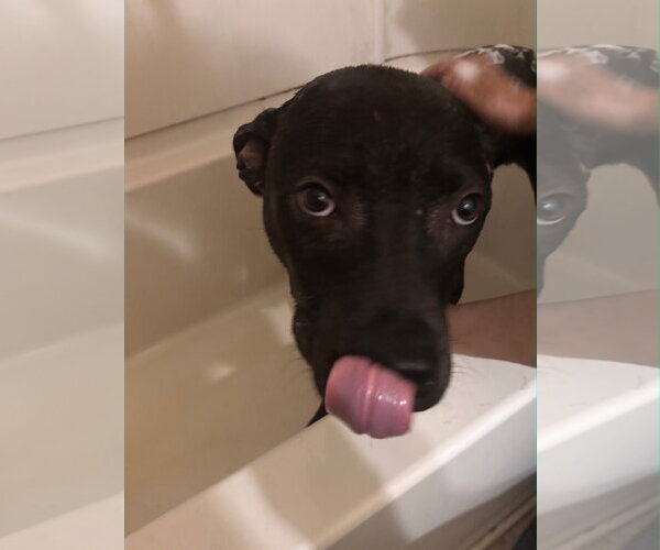 Medium Photo #2 American Staffordshire Terrier-Boxer Mix Puppy For Sale in Holly Springs, NC, USA