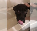 Small #1 American Staffordshire Terrier-Boxer Mix