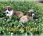 Small Photo #9 Mountain Cur-Unknown Mix Puppy For Sale in Rockaway, NJ, USA