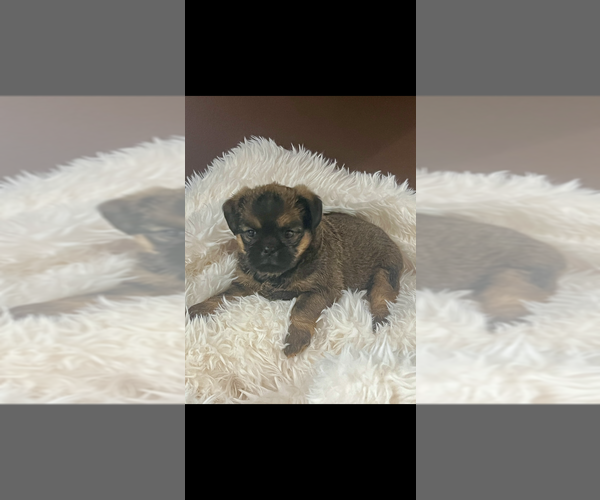 Medium Photo #1 Brussels Griffon Puppy For Sale in NILES, MI, USA