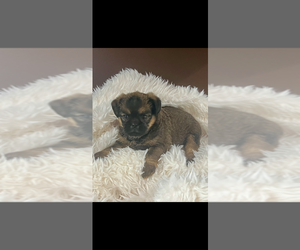 Brussels Griffon Puppy for sale in NILES, MI, USA