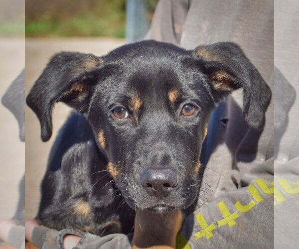 Medium Photo #6 German Shepherd Dog-Unknown Mix Puppy For Sale in Huntley, IL, USA