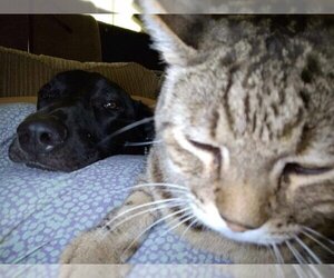 Pepper - Male Great Dane-Labrador Retriever Mix Dog for Adoption - Photo #4