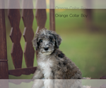 Small Photo #6 Goldendoodle Puppy For Sale in DANDRIDGE, TN, USA