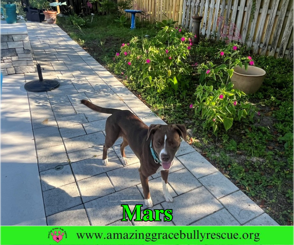 Medium Photo #3 Mutt Puppy For Sale in Milton, FL, USA