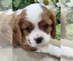 Small Photo #6 Cavalier King Charles Spaniel Puppy For Sale in NIXA, MO, USA