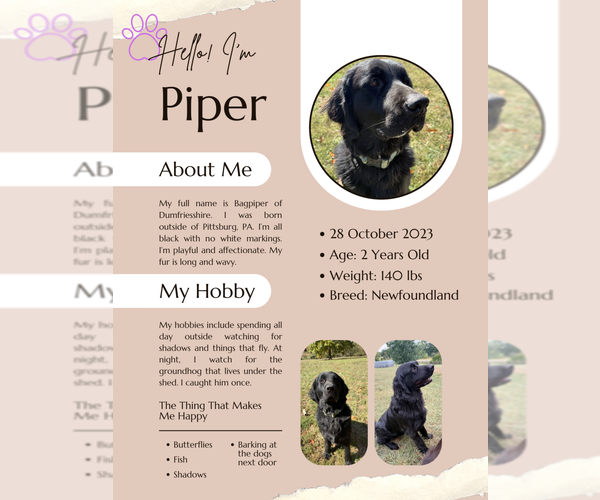 Medium Photo #1 Newfoundland Puppy For Sale in MARTINSBURG, WV, USA