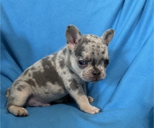 Medium French Bulldog