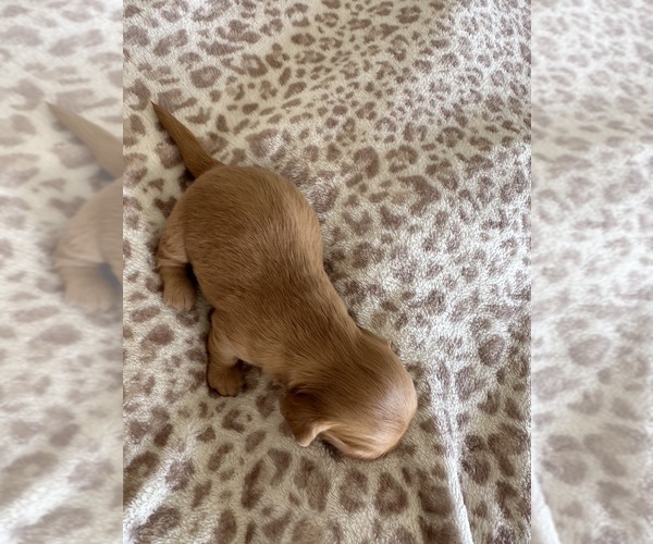 Medium Photo #6 Dachshund Puppy For Sale in SAN DIEGO, CA, USA