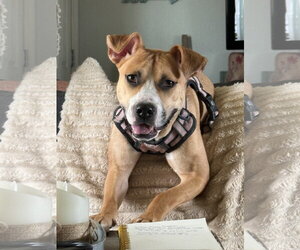 Nova - Female Mutt Dog for Adoption