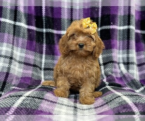 Cavapoo Puppy for sale in LAKELAND, FL, USA